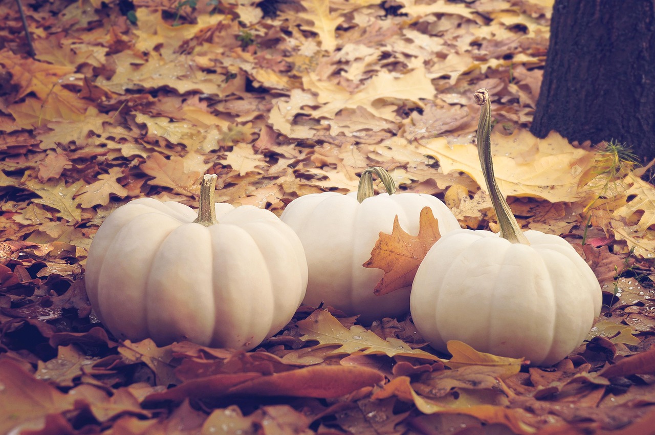 Cool-Season Gardening: Extending Your Harvest into Fall and Winter