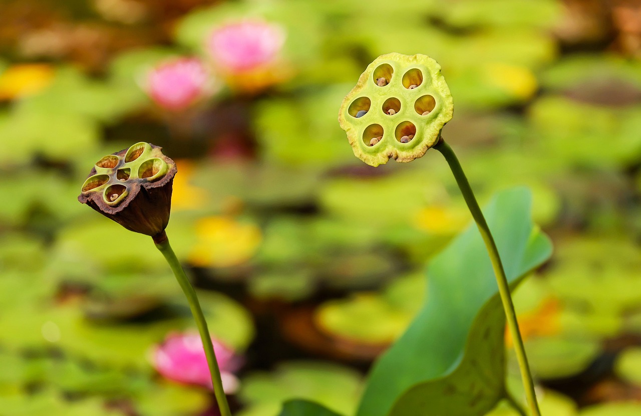 Saving Seeds from Your Best Plants: A Beginner's Guide to Next Year's Garden