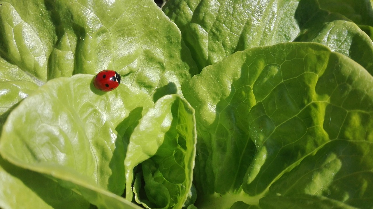 The Spring Garden-to-Table Salad: Growing and Cooking with Early Greens